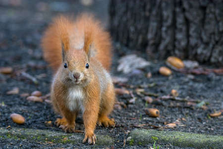 Squirrel  eating nutsの写真素材