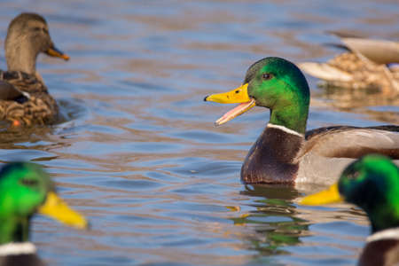 Mallard swimming on the lakeの写真素材