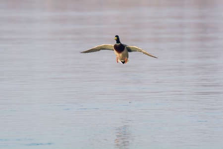 Mallard flying above the lakeの写真素材