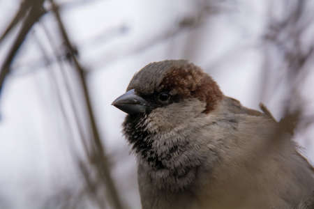 Sparrowの写真素材