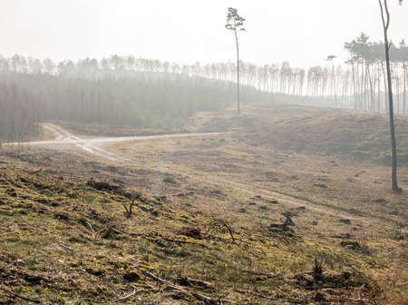 Pine forestの写真素材