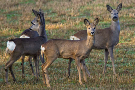 Deer looking at the cameraの写真素材