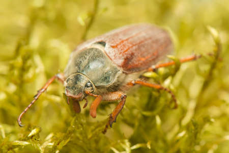 Beetleの写真素材