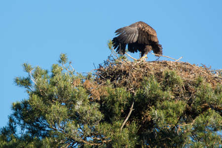 white-tailed eagleの写真素材