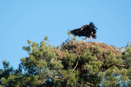 white-tailed eagleの写真素材