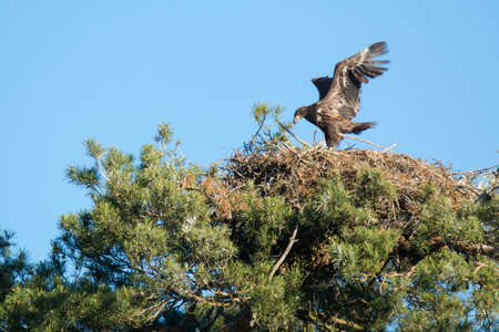 white-tailed eagleの写真素材