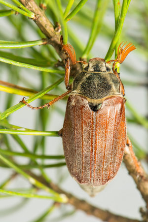 Beetle