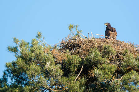 white-tailed eagleの写真素材