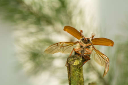 Beetleの写真素材