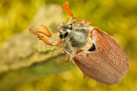 Beetleの写真素材