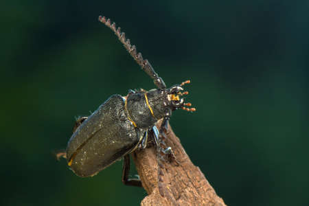 Big beetleの写真素材