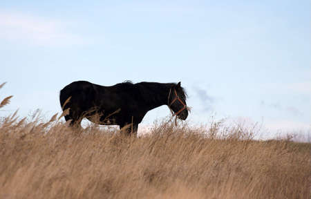 Black horse grazing on a dry meadowの写真素材