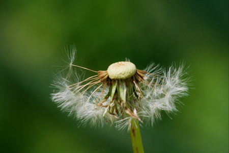 The rests of a blown dandelion on a green field