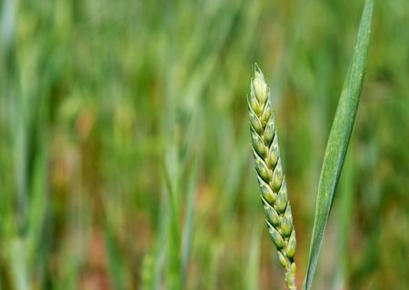 Fresh green wheat plant on a fieldの写真素材