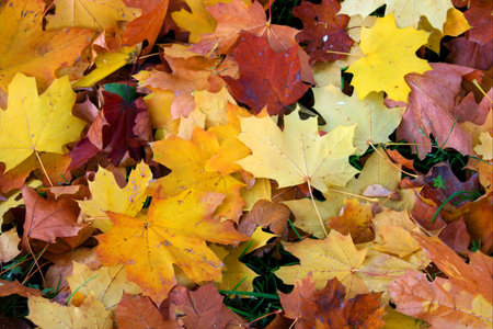 Colorful fallen leaves on the ground forming a background