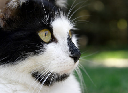 Portrait of a black and white cat