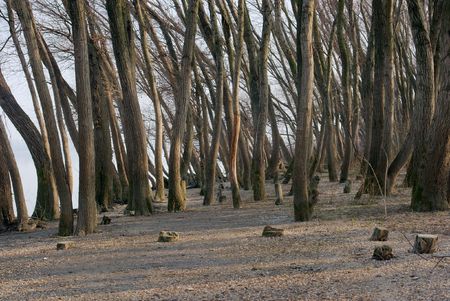 Forest in autumn or winter without leavesの写真素材