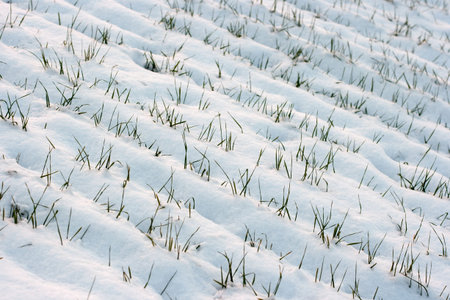 Small wheat plants covered with snow