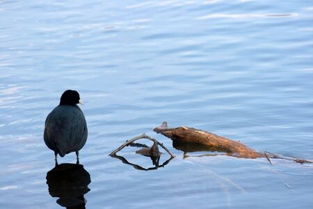 Black bird standing in a lakeの写真素材