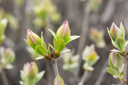 Spring buds on a bush