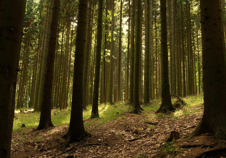 Pine forest in soft morning light