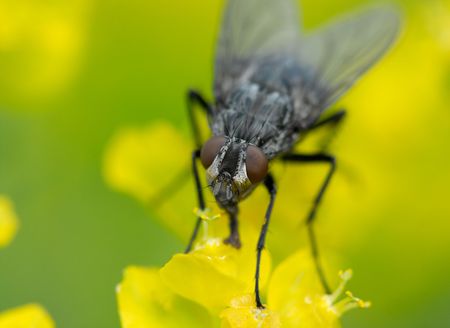 Macro shot of fly on a spring flowerの写真素材
