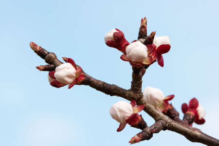 Fresh buds on a tree in springの写真素材