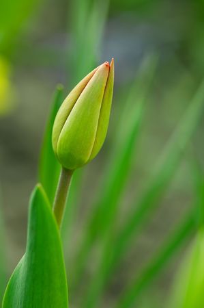Closeup of a closed tulip flowerの写真素材