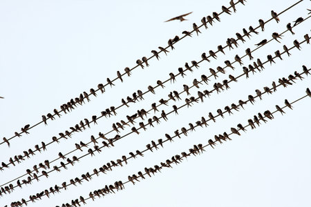 Many birds on elctric wires