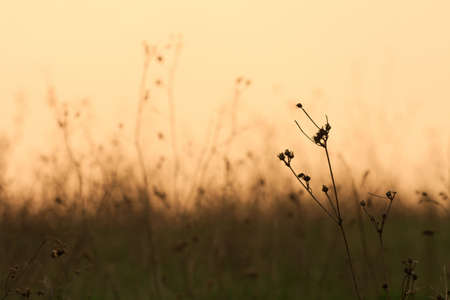 Silhouettes of dry plants against sunset skyの写真素材