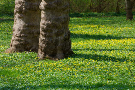 Park with green grass and small flowers in springの写真素材