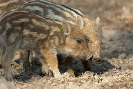 Baby wild boars playing in the mudの写真素材