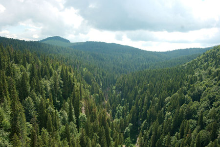 Mountain landscape with vast pine forests