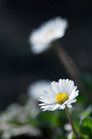 Camille flowers closeup on fieldの写真素材