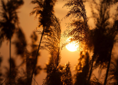 Setting sun shining through reed plant silhouettes