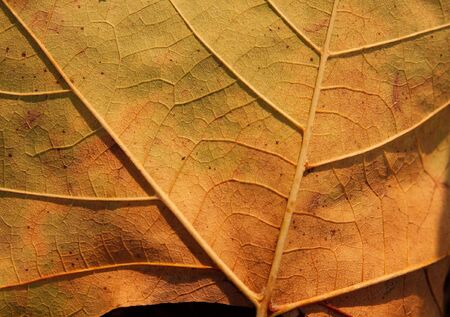 Closeup of a yellow autumn leafの写真素材