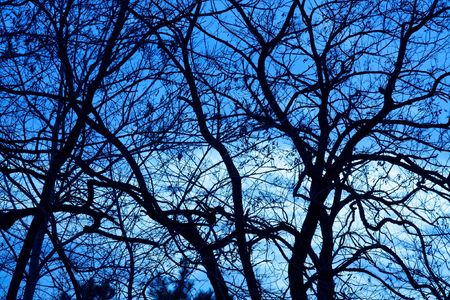 Bare, leafless tree branches against evening blue skyの写真素材
