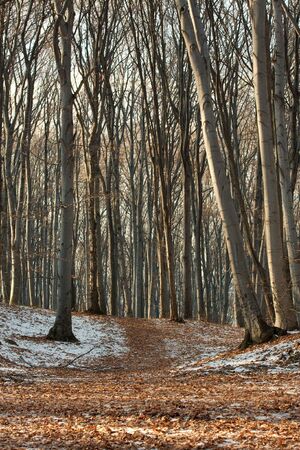 Bare forest path in late autumnの写真素材
