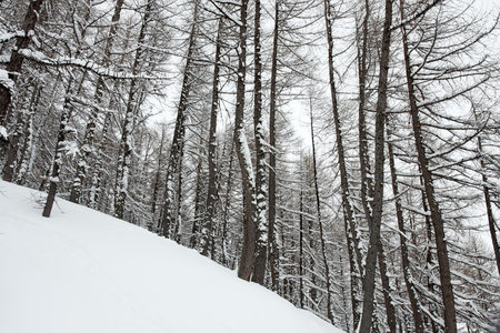 Winter forest with lots of fresh snow