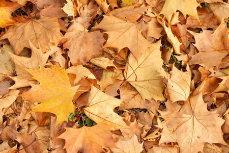 Lots of autumn leaves fallen to the ground
