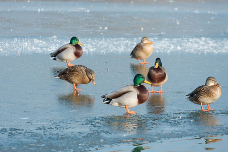 Group of ducks in winter on the ice of a lakeの写真素材