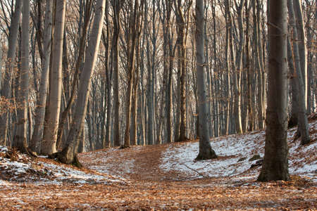 Bare forest in winter with frost on the groundの写真素材