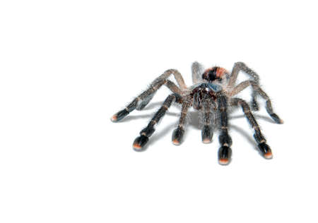 Tarantula spider avicularia metallica isolated on whiteの写真素材