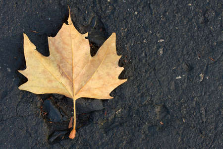 Fallen autumn leaf on an asphalt roadの写真素材
