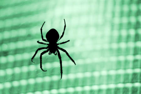 Silhouette of a cross-spider against green lightの写真素材