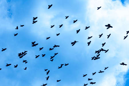 Crows flying against the blue skyの写真素材