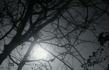 Bare tree branches in moonslightの写真素材