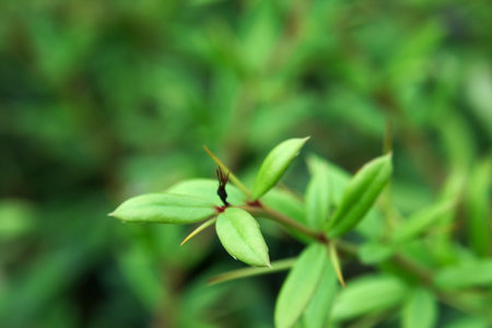 Green plants background