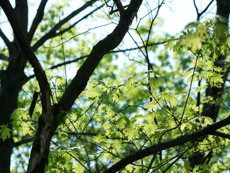 Fresh green leaves of a tree in springの写真素材