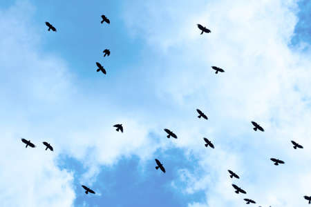 Crows flying against bright blue skyの写真素材